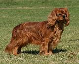 Cavalier King Charles Spaniel 9Y156D-130